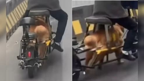 Online Backlash Grows Over Chinese 'Dog-Powered' Electric Bike