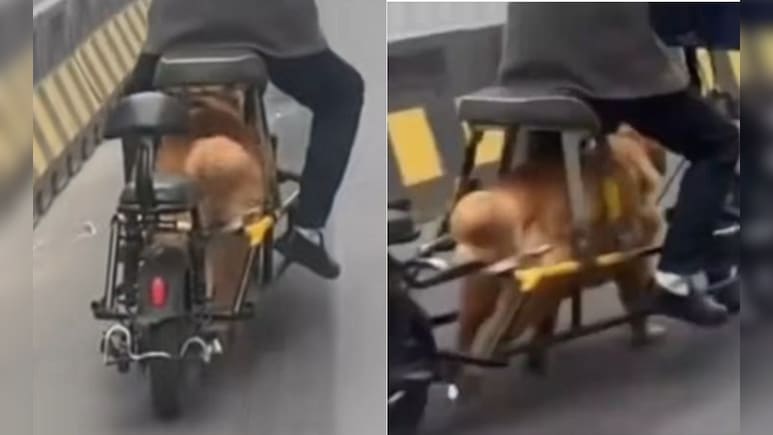 Online Backlash Grows Over Chinese 'Dog-Powered' Electric Bike