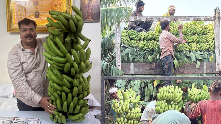 ईरान-इजरायल युद्ध का असर: बुरहानपुर के केले की डिमांड रुकी, एक्&zwj;सपोर्ट व्&zwj;यापारियों-क&zwj;िसानों को क&zwj;ितना नुकसान?