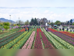 जन्नत जैसे नजारे देखने हैं? खुल गया एशिया का सबसे बड़ा ट्यूलिप गार्डन, जानिए कैसे पहुंचें और कब जाएं