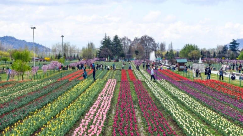 जन्नत जैसे नजारे देखने हैं? खुल गया एशिया का सबसे बड़ा ट्यूलिप गार्डन, जानिए कैसे पहुंचें और कब जाएं