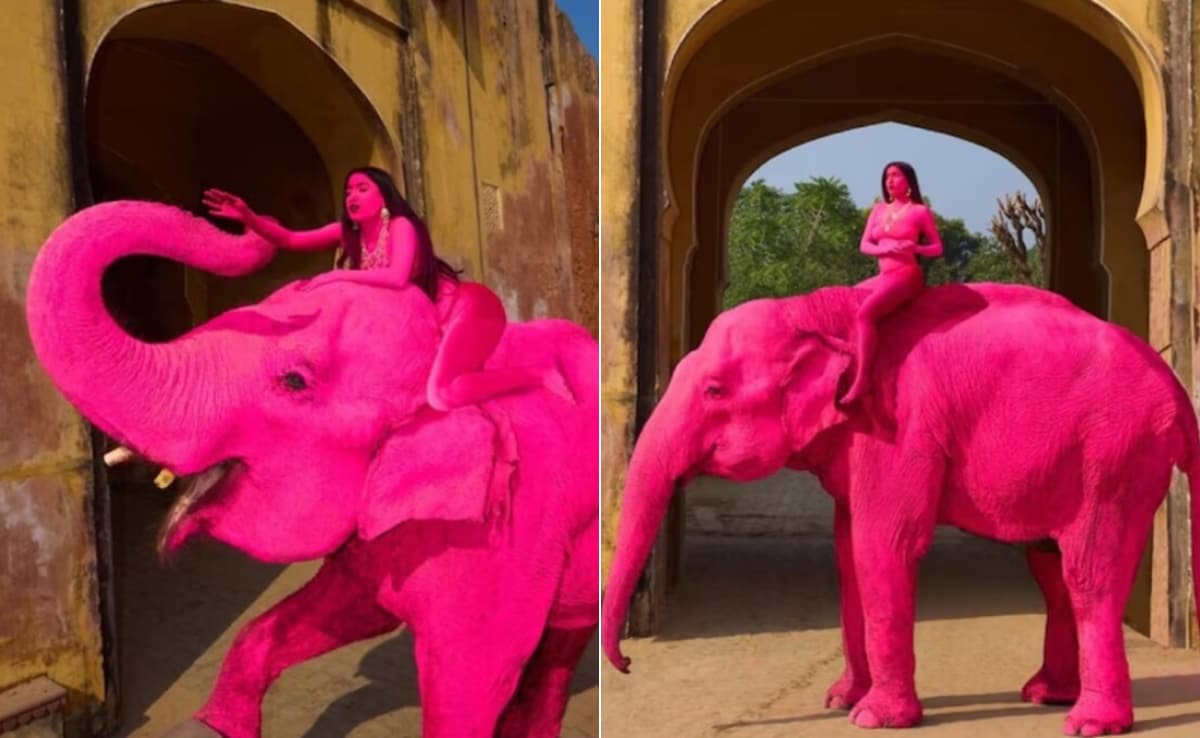 पिंक सिटी में असली हाथी को कर दिया 'गुलाबी', विदेशी फोटोग्राफर के फोटोशूट पर भड़का इंटरनेट