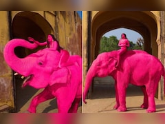 पिंक सिटी में असली हाथी को कर दिया 'गुलाबी', विदेशी फोटोग्राफर के फोटोशूट पर भड़का इंटरनेट
