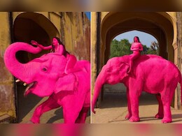 पिंक सिटी में असली हाथी को कर दिया 'गुलाबी', विदेशी फोटोग्राफर के फोटोशूट पर भड़का इंटरनेट