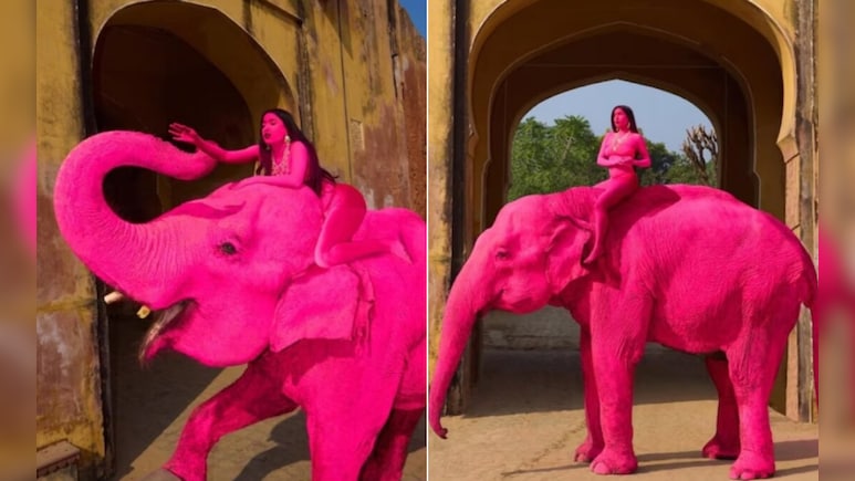 पिंक सिटी में असली हाथी को कर दिया 'गुलाबी', विदेशी फोटोग्राफर के फोटोशूट पर भड़का इंटरनेट