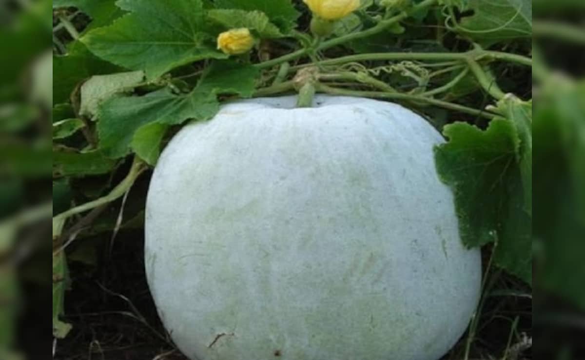 सुबह खाली पेट सफेद पेठे का जूस पीने से कौन सी बीमारी दूर होती है, जानें कब और कैसे करें सेवन