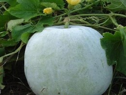 सुबह खाली पेट सफेद पेठे का जूस पीने से कौन सी बीमारी दूर होती है, जानें कब और कैसे करें सेवन