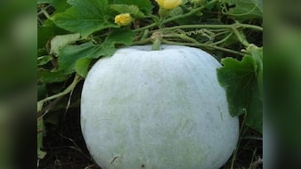 सुबह खाली पेट सफेद पेठे का जूस पीने से कौन सी बीमारी दूर होती है, जानें कब और कैसे करें सेवन