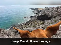 Viral Trail Accident Gets A Twist After Dog's POV Emerges