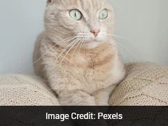 Pet Shop Owner In China Finds Cat With Heartfelt Note And Cash Left By Elderly Man