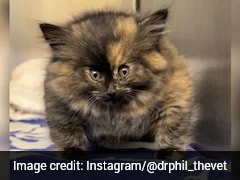 शरीर में भर गई हवा, बन गई ‘Balloon Kitty’! बिल्ली को हुई ऐसी दुर्लभ बीमारी, वजह जान चौंक जाएंगे