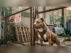 Pitbull Unleashed On Rajasthan Cops During Probe, Constable Suffers Bite Injuries