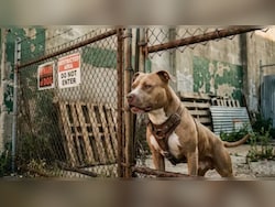 Pitbull Unleashed On Rajasthan Cops During Probe, Constable Suffers Bite Injuries