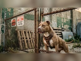 Pitbull Unleashed On Rajasthan Cops During Probe, Constable Suffers Bite Injuries