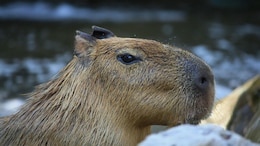 9-Month-Old Capybara On Run For More Than A Week After Escaping England Zoo