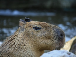 9-Month-Old Capybara On Run For More Than A Week After Escaping England Zoo