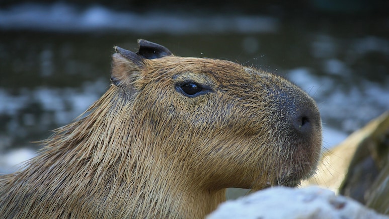 9-Month-Old Capybara On Run For More Than A Week After Escaping England Zoo