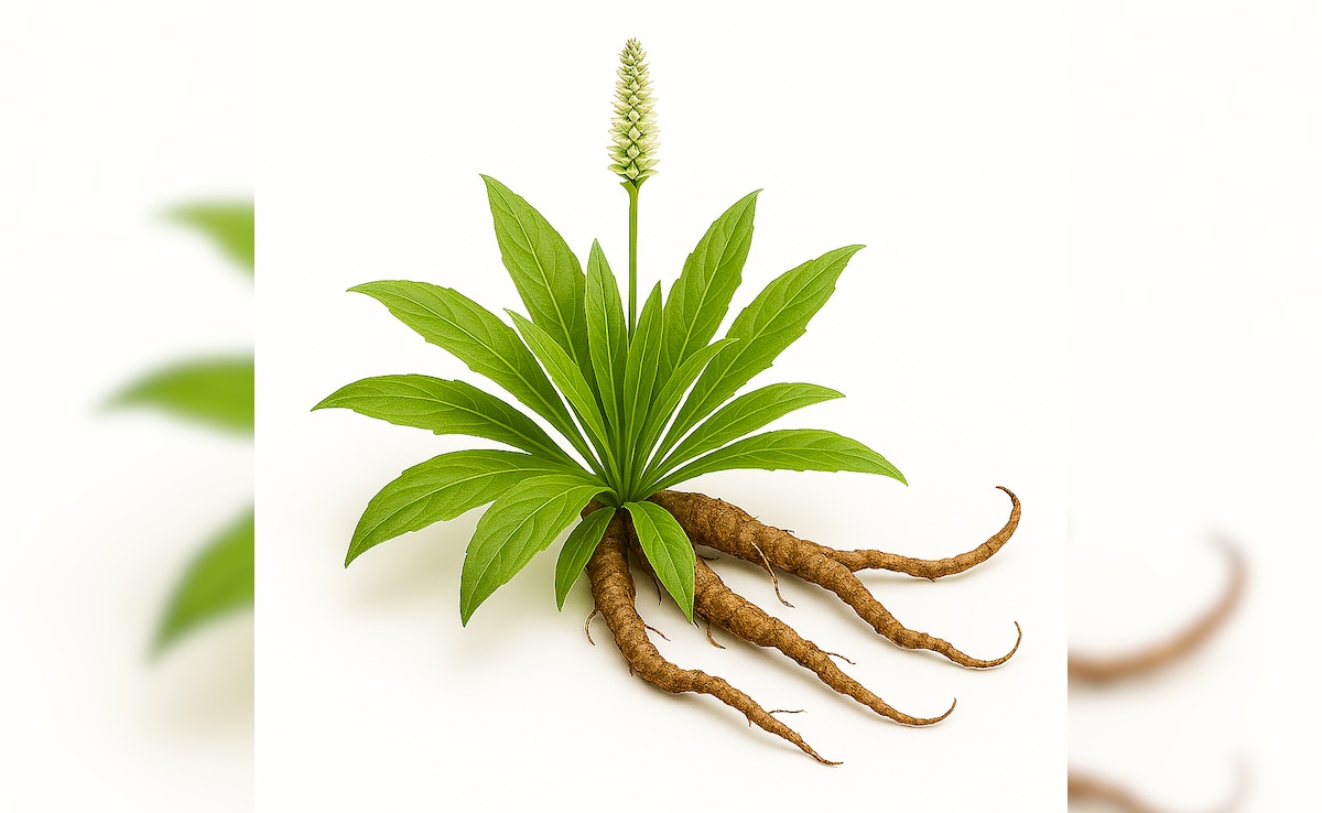 Benefits Of Kutki: छोटी सी जड़ी-बूटी, लिवर के लिए मानी जाती है बेहद फायदेमंद