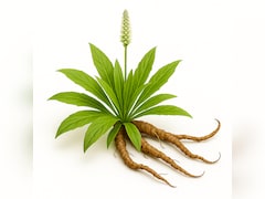 Benefits Of Kutki: छोटी सी जड़ी-बूटी, लिवर के लिए मानी जाती है बेहद फायदेमंद