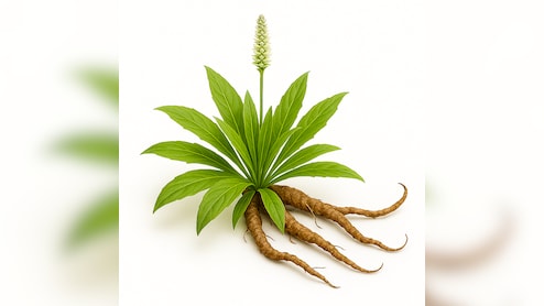 Benefits Of Kutki: छोटी सी जड़ी-बूटी, लिवर के लिए मानी जाती है बेहद फायदेमंद