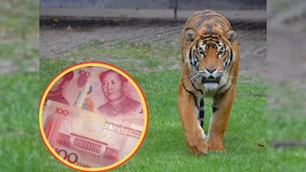 चिड़ियाघर ने छिपाई शावक की मौत, लाइव स्ट्रीमिंग में हुआ खुलासा, जू का लाइसेंस सस्पेंड