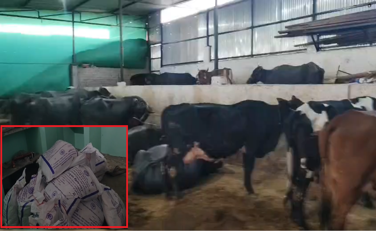 धार में पोषण आहार घोटाला; तबेले में मिला बच्चों का निवाला, आंगनवाड़ी की कालाबाज़ारी उजागर