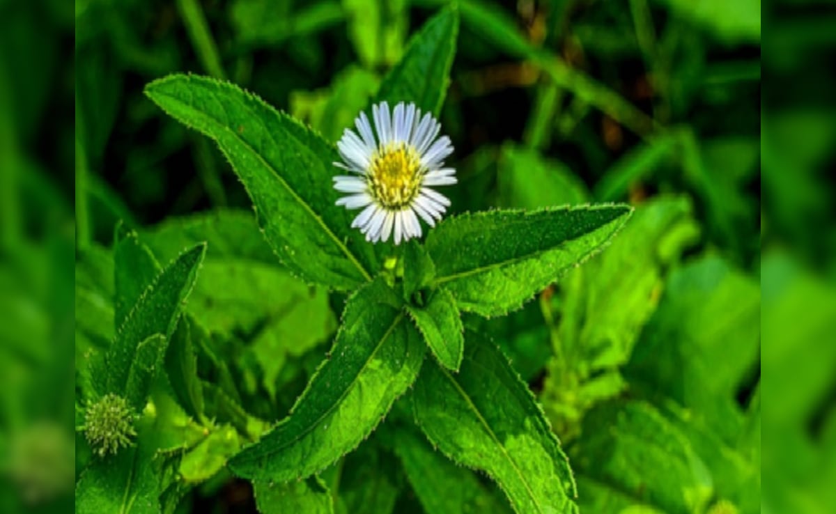 भृंगराज का फायदा सिर्फ बालों के लिए नहीं लिवर और पीलिया जैसी बीमारी में भी है फायदेमंद, जानें कैसे