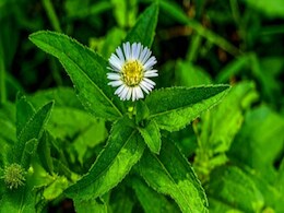 भृंगराज का फायदा सिर्फ बालों के लिए नहीं लिवर और पीलिया जैसी बीमारी में भी है फायदेमंद, जानें कैसे