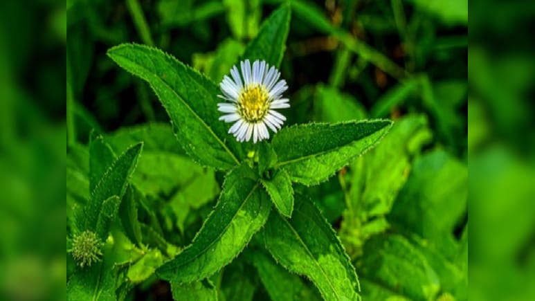 भृंगराज का फायदा सिर्फ बालों के लिए नहीं लिवर और पीलिया जैसी बीमारी में भी है फायदेमंद, जानें कैसे