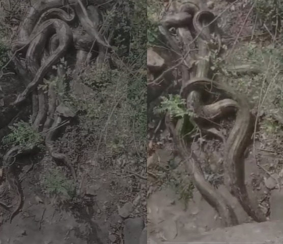 Giant Python Cluster Spotted In Himachal's Kangra, Video Sparks Panic