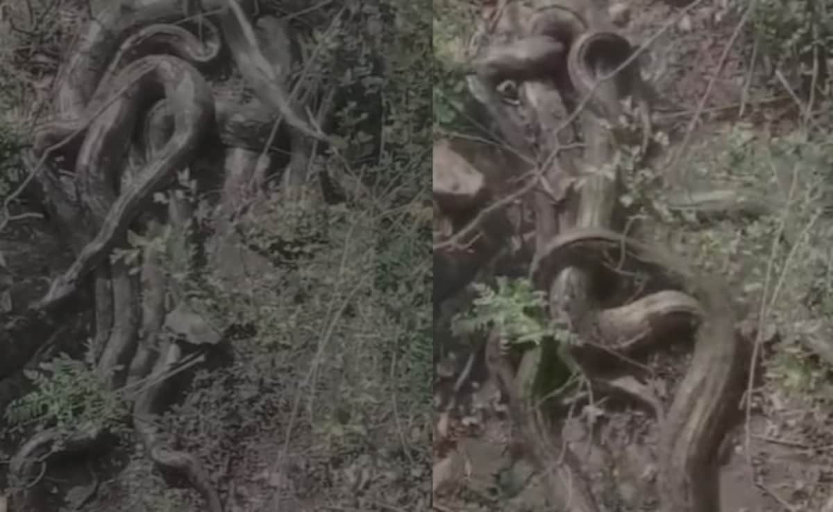 Giant Python Cluster Spotted in Himachal's Kangra, Video Sparks Panic