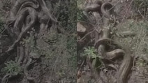 Giant Python Cluster Spotted In Himachal's Kangra, Video Sparks Panic