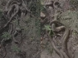 Giant Python Cluster Spotted In Himachal's Kangra, Video Sparks Panic