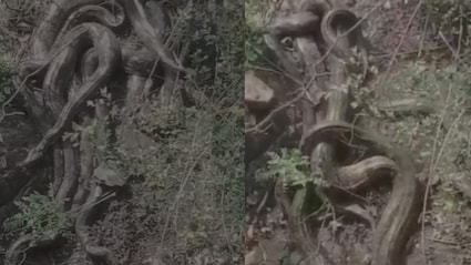 Giant Python Cluster Spotted In Himachal's Kangra, Video Sparks Panic