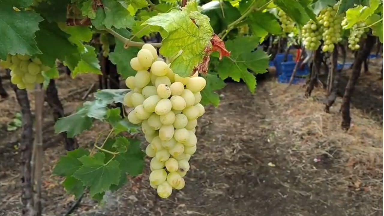 maharashtra grapes export boom in europe usa market maharashtra grapes export boom in europe usa market