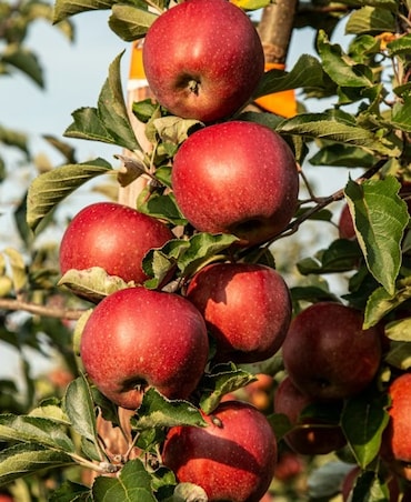 Foods That Can Help Manage PCOS