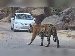 Rajasthan: कार के अंदर श्रद्धालु..बाहर बाघ मलंग की पहरेदारी, 30 मिनट तक त्रिनेत्र गणेश मार्ग पर अटकीं पर्यटकों की सांसें