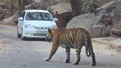 Rajasthan: कार के अंदर श्रद्धालु..बाहर बाघ मलंग की पहरेदारी, 30 मिनट तक त्रिनेत्र गणेश मार्ग पर अटकीं पर्यटकों की सांसें