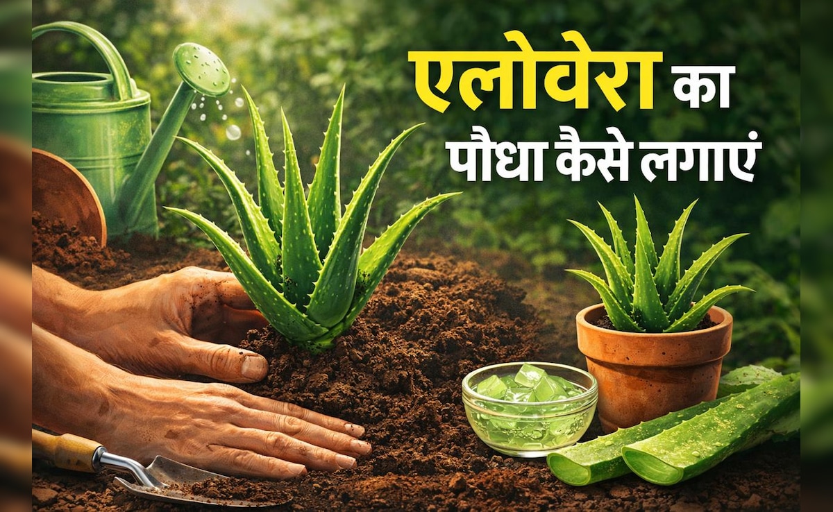 घर में लगाना है एलोवेरा? बस इन बेसिक टिप्स को अपनाएं, कुछ ही दिनों में हो जाएगा हरा-भरा...