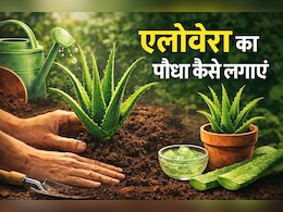 घर में लगाना है एलोवेरा? बस इन बेसिक टिप्स को अपनाएं, कुछ ही दिनों में हो जाएगा हरा-भरा...