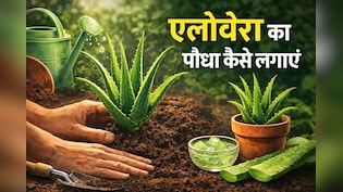 घर में लगाना है एलोवेरा? बस इन बेसिक टिप्स को अपनाएं, कुछ ही दिनों में हो जाएगा हरा-भरा...