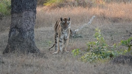 Pench Tiger Reserve's Beloved 'Langdi' Tigress Dies Of Old Age