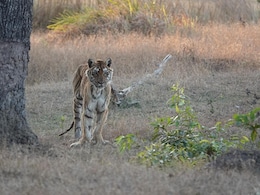 Pench Tiger Reserve's Beloved 'Langdi' Tigress Dies Of Old Age
