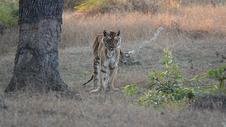 Pench Tiger Reserve's Beloved 'Langdi' Tigress Dies Of Old Age