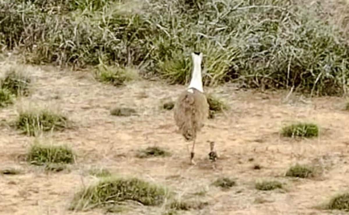 Great Indian Bustard Chick Born In Kutch After 10 Years