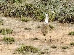 Great Indian Bustard Chick Born In Kutch After 10 Years