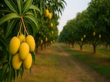 Which City Is Known As The 'Mango City' Of India? Which City Is Known As The 'Mango City' Of India?