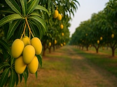 Which City Is Known As The 'Mango City' Of India?