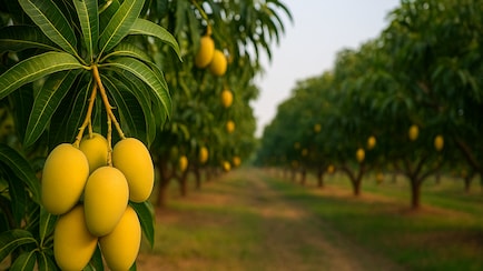 Which City Is Known As The 'Mango City' Of India?