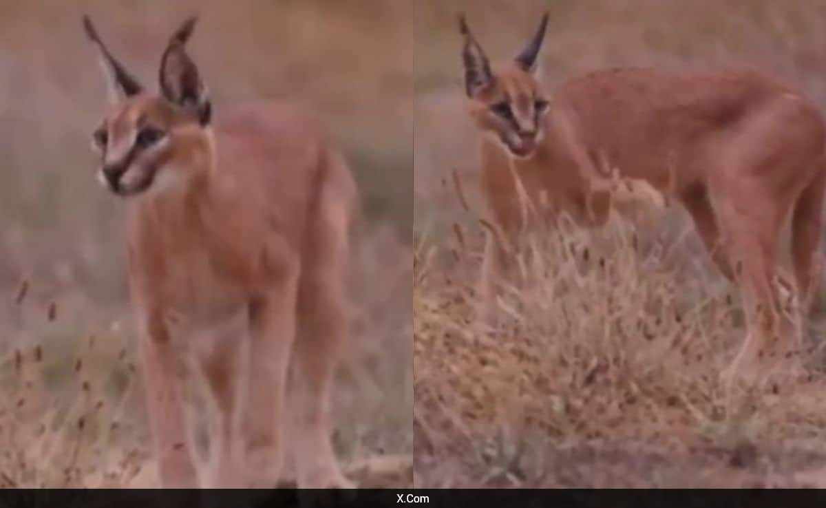 Video: Rare Caracal Spotted Near India-Pakistan Border In Thar Desert